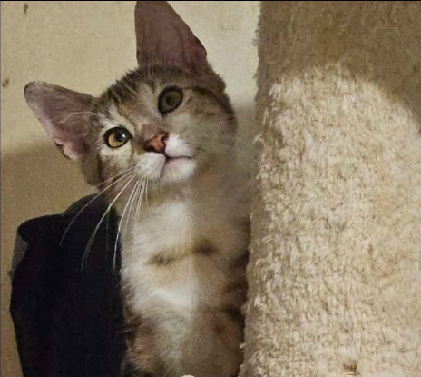 Adopter Arthus