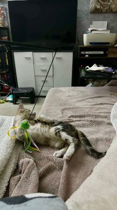 Adopter Arthus