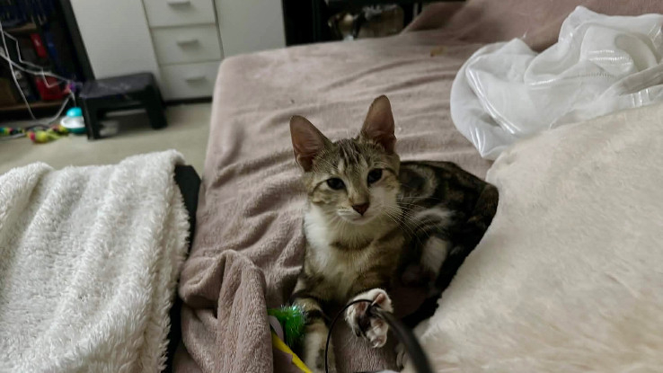Adoption Arthus