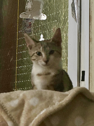Adoption Arthus