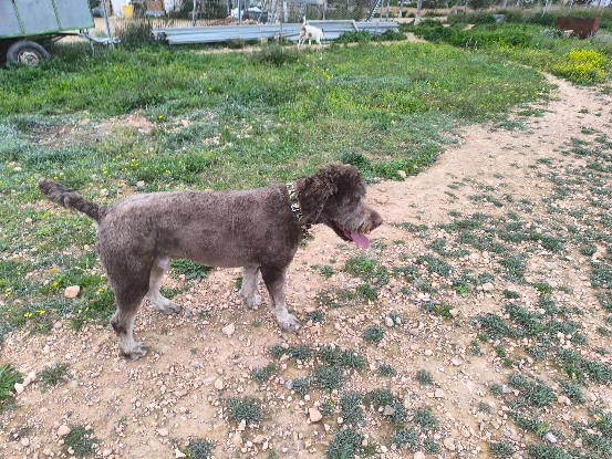 Adopter Scooby