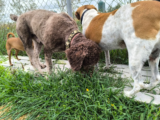Adopter Scooby