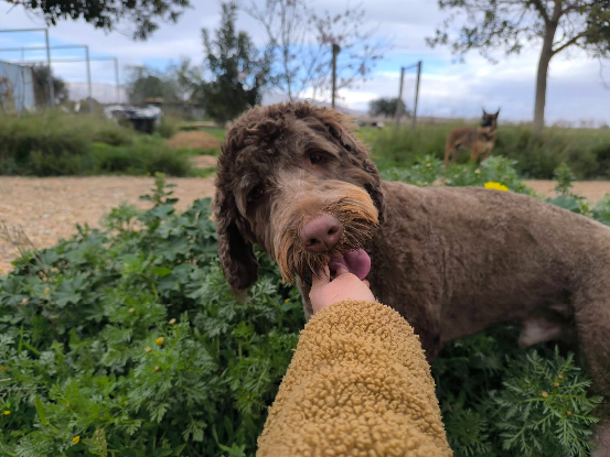 Adoption Scooby