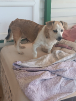 Adopter  chien : Cuca