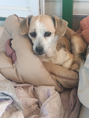 Adopter Cuca