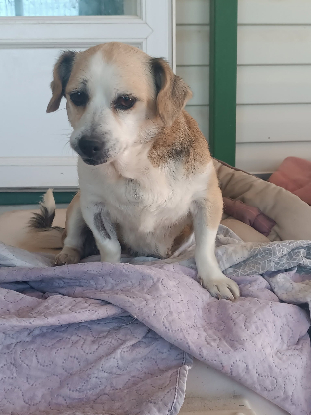 Adopter Cuca