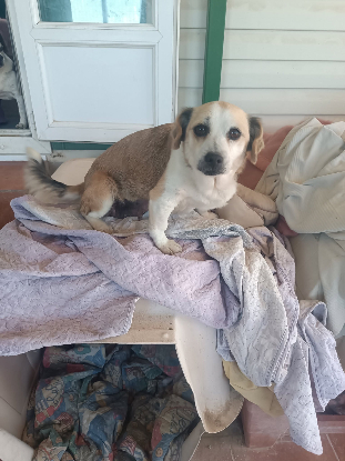 Adoption Cuca