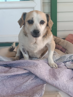 Adoption Cuca