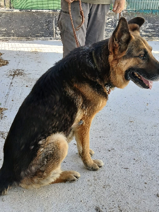 Adopter Tango