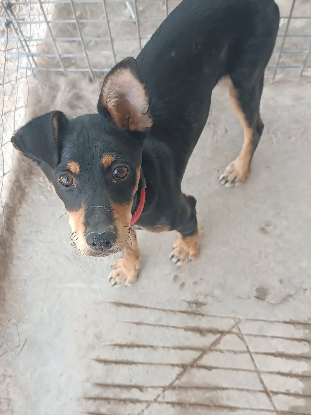Adopter Aldo