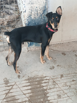 Adopter Aldo