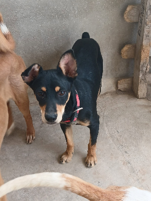 Adopter Aldo