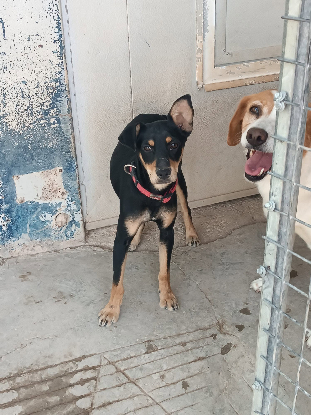 Adoption Aldo