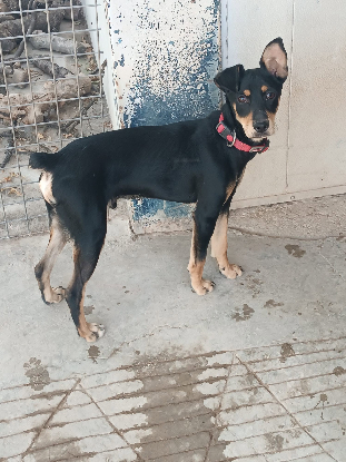 Adoption Aldo