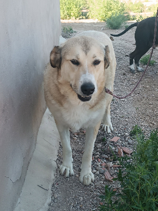 Adopter Hannah