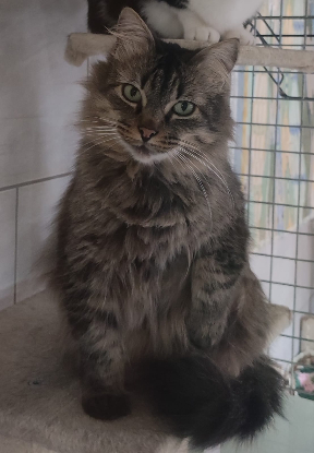Adopter Ohayo