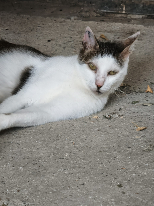Adoption Gandhi
