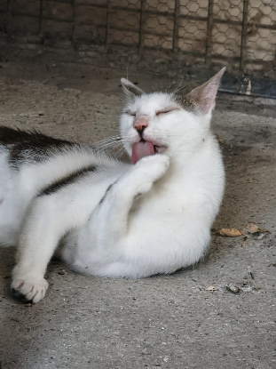 Adoption Gandhi
