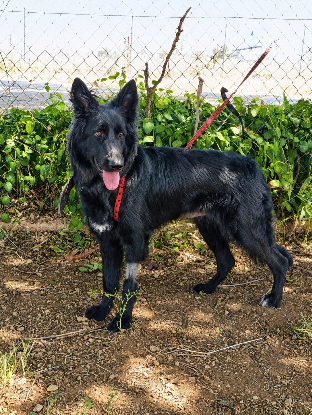 Adopter Ella