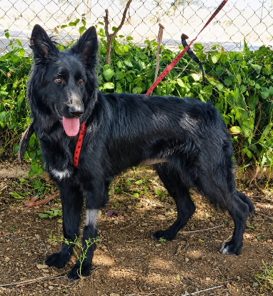 Adopter Ella