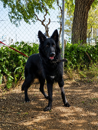 Adopter Ella