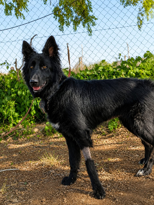 Adoption Ella