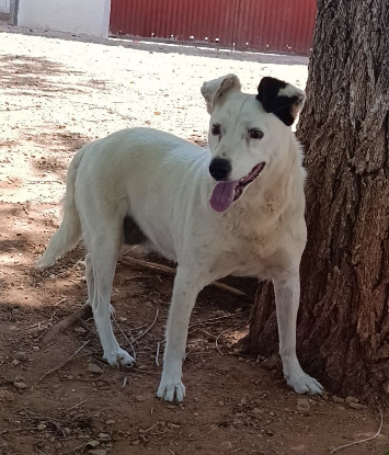 Adopter Kira
