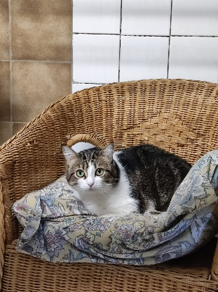 Adopter Cerise
