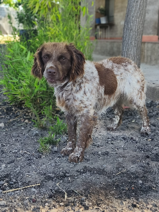 Adopter Kira