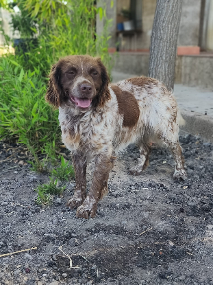 Adopter Kira