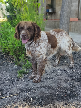 Adoption Kira