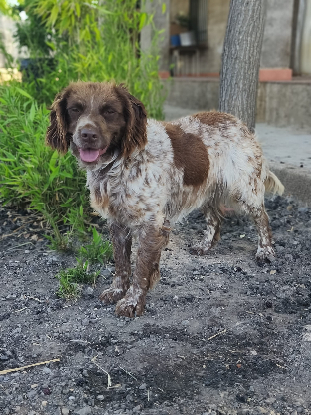 Adoption Kira