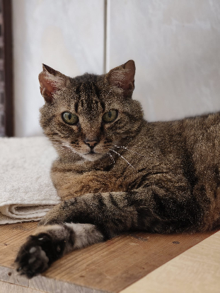Adopter Angelo
