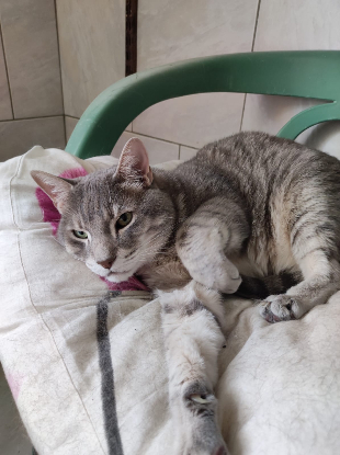 Adopter Simba