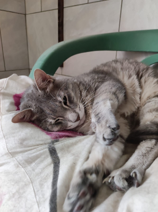 Adopter Simba