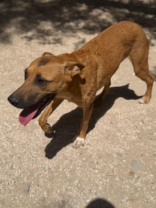 Adopter Lola