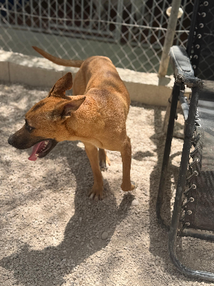 Adopter Lola