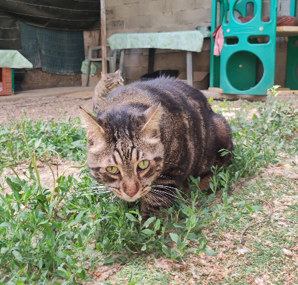 Adopter Tigrou
