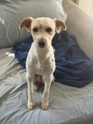 Adopter Canelo