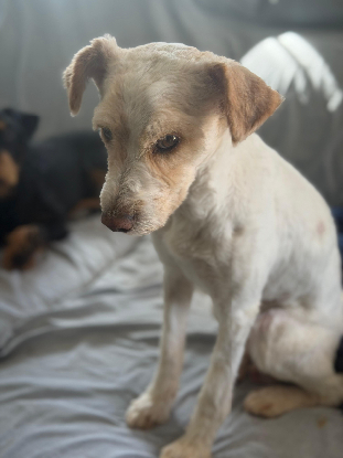 Adopter Canelo