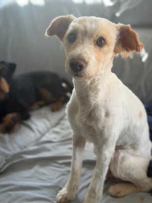 Adoption Canelo