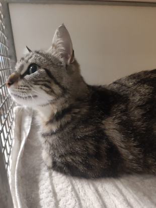 Adopter Yara