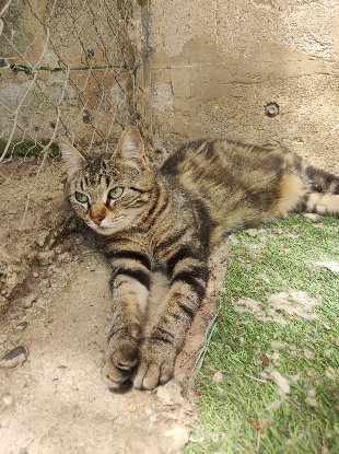 Adopter Yara