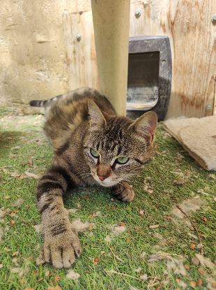Adoption Yara