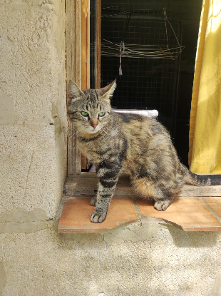 Adopter Yara