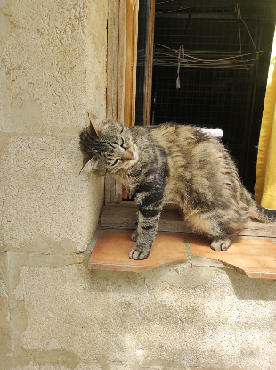 Adoption Yara