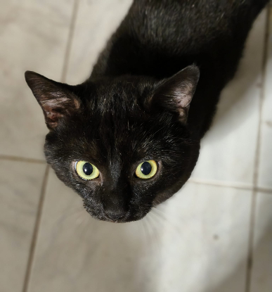 Adopter Jungo