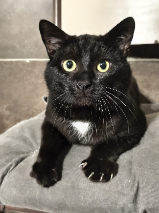 Adopter Jungo