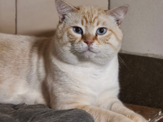 Adopter Neige