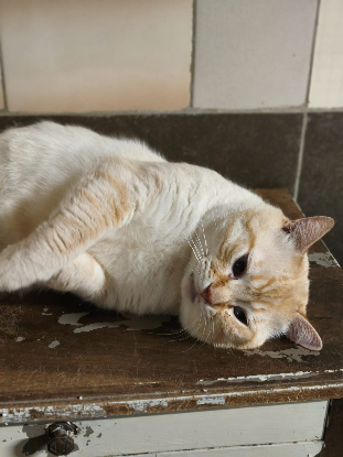 Adoption Neige